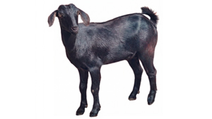 Mutton