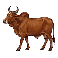 Beef