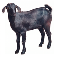 Mutton