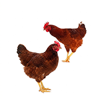 Chicken Shonalika